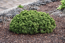 Mitsch Mini Mugo Pine (Pinus mugo 'Mitsch Mini') at A Very Successful Garden Center