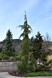Weeping Nootka Cypress (Chamaecyparis nootkatensis 'Pendula') at A Very Successful Garden Center