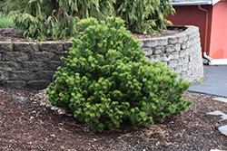 La Cabana Mugo Pine (Pinus mugo 'La Cabana') at A Very Successful Garden Center