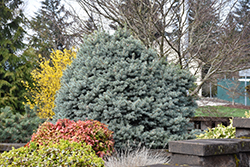 Zafiro Colorado Spruce (Picea pungens 'Zafiro') at Stonegate Gardens