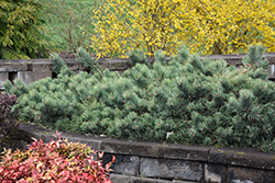 Albyn Prostrate Scotch Pine (Pinus sylvestris 'Albyn Prostrata') at Lakeshore Garden Centres