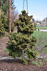Koster's Falsecypress (Chamaecyparis obtusa 'Kosteri') at Stonegate Gardens