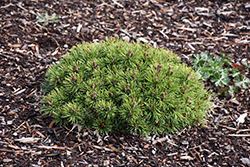Donna's Mini Mugo Pine (Pinus mugo 'Donna's Mini') at A Very Successful Garden Center