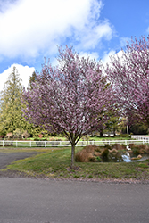 Mt. St. Helens Plum (Prunus cerasifera 'Mt. St. Helens') at A Very Successful Garden Center