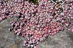 Purple Broadleaf Stonecrop (Sedum spathulifolium 'Purpureum') at Stonegate Gardens