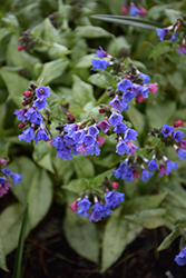 Cotton Cool Lungwort (Pulmonaria 'Cotton Cool') at A Very Successful Garden Center