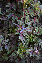 Purple Leaf Corydalis (Corydalis flexuosa 'Purple Leaf') at A Very Successful Garden Center