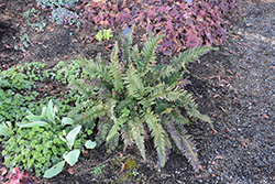 Shiny Holly Fern (Polystichum 'Shiny Holly') at A Very Successful Garden Center