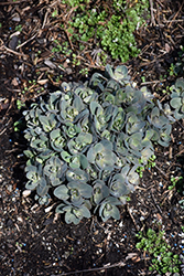 Dynomite Stonecrop (Sedum 'Dynomite') at A Very Successful Garden Center