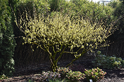 Chinese Witch Hazel (Corylopsis sinensis) at A Very Successful Garden Center
