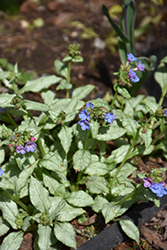 Moonshine Lungwort (Pulmonaria 'Moonshine') at A Very Successful Garden Center
