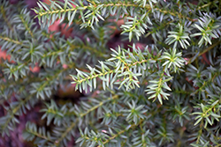 Tasmanian Podocarp (Podocarpus alpinus) at A Very Successful Garden Center