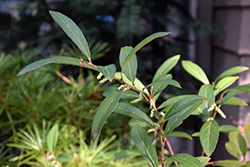 Fragrant Wintergreen (Gaultheria fragrantissima) at Stonegate Gardens