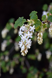 White Icicles Winter Currant (Ribes sanguineum 'White Icicles') at A Very Successful Garden Center