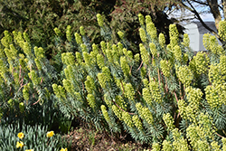 Wulfenii Mediterranean Spurge (Euphorbia characias ssp. wulfenii) at Stonegate Gardens