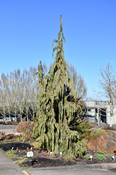 Blue Weeping Nootka Cypress (Chamaecyparis nootkatensis 'Glauca Pendula') at Lakeshore Garden Centres