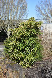 Wheel Tree (Trochodendron aralioides) at A Very Successful Garden Center