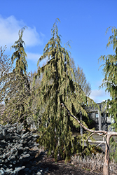 Strict Weeping Nootka Cypress (Chamaecyparis nootkatensis 'Strict Weeping') at Lakeshore Garden Centres