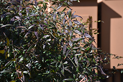 Plum Passion Nandina (Nandina domestica 'Monum') at A Very Successful Garden Center