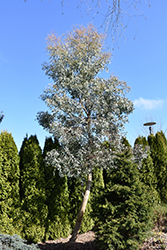Bell-fruited Mallee (Eucalyptus preissiana) at Lakeshore Garden Centres