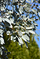 Bell-fruited Mallee (Eucalyptus preissiana) at A Very Successful Garden Center