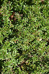 Chilean Wintergreen (Gaultheria mucronata) at Lakeshore Garden Centres