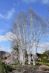 Whitebark Himalayan Birch (clump) (Betula utilis 'var. jacquemontii (clump)') at A Very Successful Garden Center