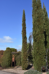 Karoonda Cypress (Cupressus macrocarpa 'Karoonda') at A Very Successful Garden Center