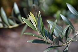 Arbequina European Olive (Olea europaea 'Arbequina') at A Very Successful Garden Center