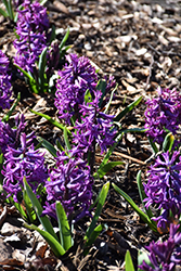 Purple Sensation Hyacinth (Hyacinthus orientalis 'Purple Sensation') at A Very Successful Garden Center