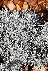 Silver Curry Bush (Helichrysum tianshanicum) at A Very Successful Garden Center