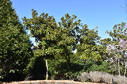 Saint Mary Magnolia (Magnolia grandiflora 'Saint Mary') at Lakeshore Garden Centres