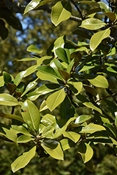 Saint Mary Magnolia (Magnolia grandiflora 'Saint Mary') at A Very Successful Garden Center