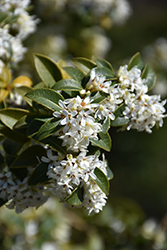 Burkwood Osmanthus (Osmanthus x burkwoodii) at A Very Successful Garden Center