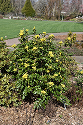 Compact Oregon Grape (Mahonia aquifolium 'Compactum') at Stonegate Gardens