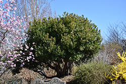 Strawberry Tree (Arbutus unedo) at Lakeshore Garden Centres