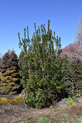 Pacific Wax Myrtle (Myrica californica) at A Very Successful Garden Center