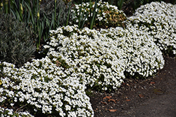 Snowfix Wall Cress (Arabis caucasica 'Snowfix') at A Very Successful Garden Center