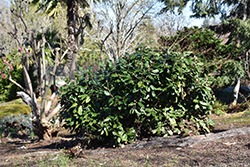 Ebbing's Silverberry (Elaeagnus x ebbingei) at A Very Successful Garden Center