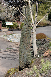 Compressa Juniper (Juniperus communis 'Compressa') at A Very Successful Garden Center