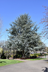 Blue Atlas Cedar (Cedrus atlantica 'Glauca') at A Very Successful Garden Center
