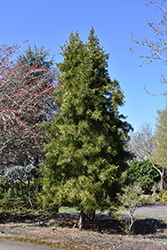 Japanese Umbrella Pine (Sciadopitys verticillata) at A Very Successful Garden Center