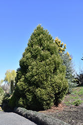 Spiralis Japanese Cedar (Cryptomeria japonica 'Spiralis') at A Very Successful Garden Center