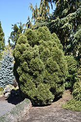 Dwarf Twisted Scotch Pine (Pinus sylvestris 'Globosa Viridis') at A Very Successful Garden Center