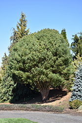 Beauvronensis Scotch Pine (Pinus sylvestris 'Beauvronensis') at A Very Successful Garden Center