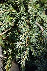 Mountain Beauty Deodar Cedar (Cedrus deodara 'Mountain Beauty') at A Very Successful Garden Center