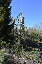 Cobra Norway Spruce (Picea abies 'Cobra') at Golden Acre Home & Garden