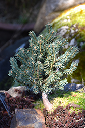 Scottie Blue Spruce (Picea pungens 'Scottie') at Stonegate Gardens