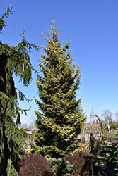 Skylands Golden Spruce (Picea orientalis 'Skylands') at Stonegate Gardens