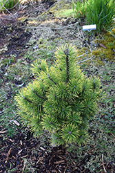 Amber Gold Mugo Pine (Pinus mugo 'Amber Gold') at Stonegate Gardens